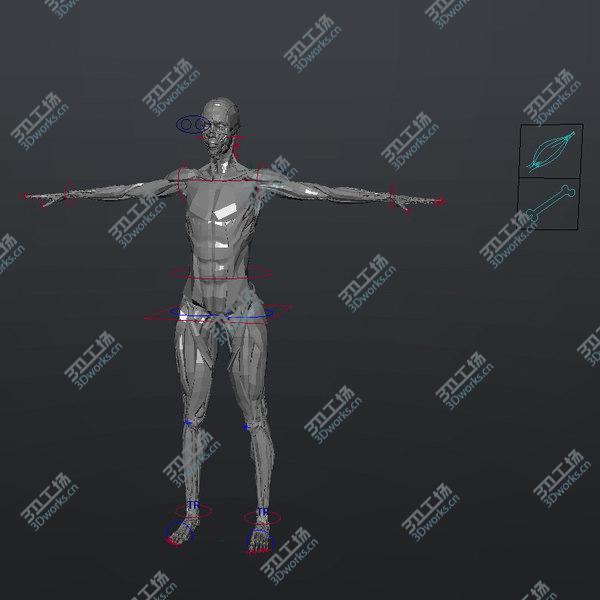 images/goods_img/20210312/3D MAYA RIGGED Female Body, Muscular & Skeletal Systems Anatomy 3D Model/4.jpg